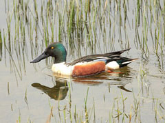 A Shoveler - Newcastle upon Tyne 